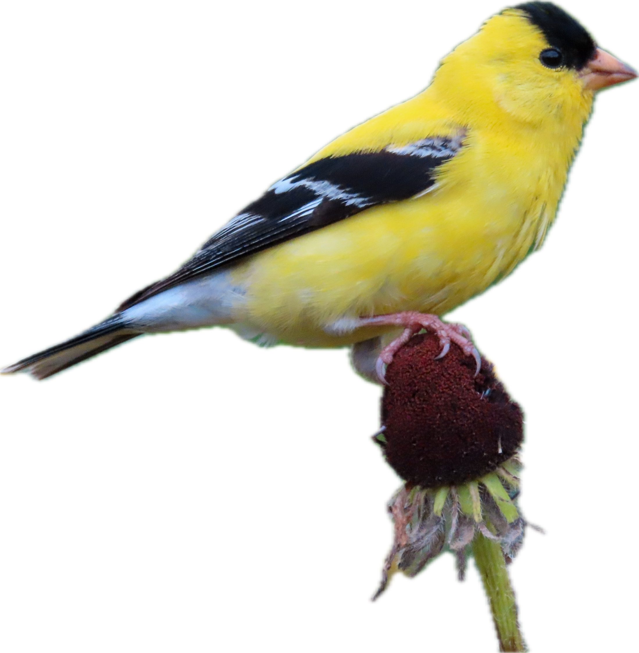 bird 1